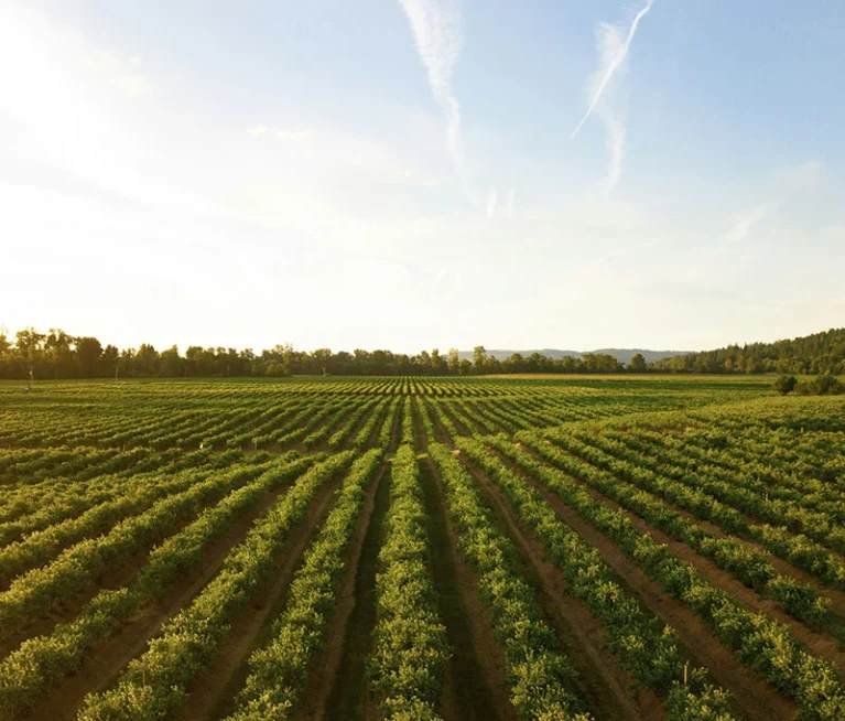 Bright Citrus Groves That Capture the Essence – Marie Hoffmann