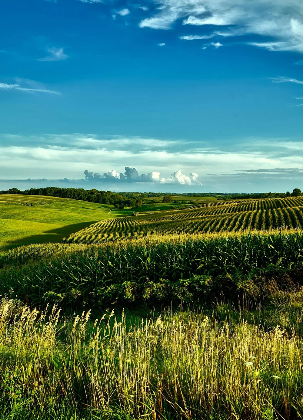 We grow fresh, organic produce using clean methods that protect nature, healthy food.